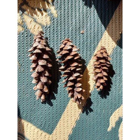 Pine Cones, White Pine, 20 count Eastern Michigan Hand picked in nature 3-7" - Picture 4 of 8